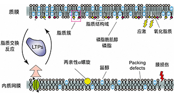 大阪大学开发出膜脂质可视化工具，使脂质探针的高效开发成为可能