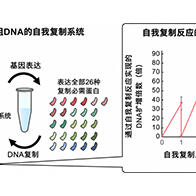 立教大学在试管内构建长链人工基因组DNA自我复制系统，有望实现携带大量基因的人工细胞