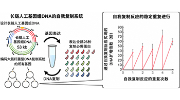 立教大学在试管内构建长链人工基因组DNA自我复制系统，有望实现携带大量基因的人工细胞