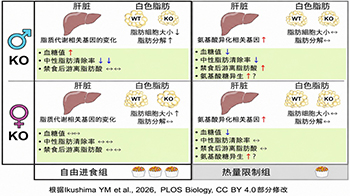 日本东北大学阐明降血糖激素脂联素在热量限制状态下的作用，其效应受饮食条件和性别影响