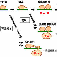 信州大学发现严重危害农作物的炭疽病菌可通过多种途径侵入植物并完成侵染