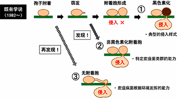 信州大学发现严重危害农作物的炭疽病菌可通过多种途径侵入植物并完成侵染