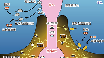 深海热液喷口附近的微生物通过“电合成”而非“光合作用”实现增殖