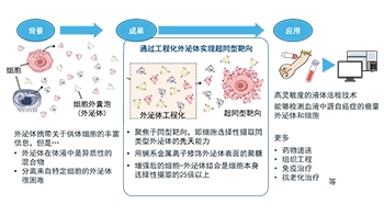 东京大学开发特定外泌体分选技术，有望用于癌症检测、药物递送及抗衰老治疗