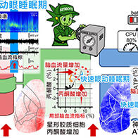 日本东北大学发现“做梦大脑的能量悖论”——脑内代谢能量供给增加，神经元ATP减少