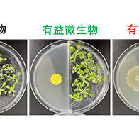 广岛大学揭示微生物释放的“气味”可促进植物生长，有望进入农业应用