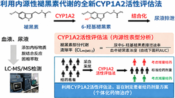 东京药科大学以褪黑素代谢为指标评估药物代谢酶活性，无需测试药物