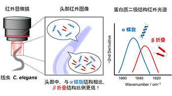 名古屋工业大学与大阪公立大学利用红外线实现活体线虫蛋白质结构分布可视化，有望用于阐明神经退行性疾病机制及药物研发