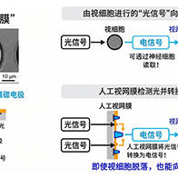 日本遗传研等开发出光驱动人工视网膜，由微型太阳能电池和碳电极构成