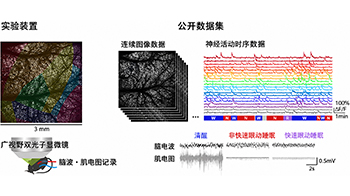 理研公开小鼠在清醒、自然睡眠、麻醉状态下大规模脑细胞活动数据集