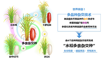 NTT与东京都立大确立可同时对4个水稻品种进行杂交的“多品种杂交技术”，兼具各品种优势实现优良性状