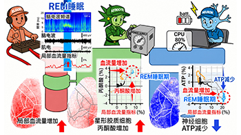 日本东北大学发现REM睡眠期间大脑能量平衡出现紊乱