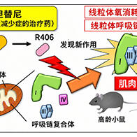 东京都健康长寿医疗中心发现免疫性血小板减少症治疗药物可激活线粒体，有望用于肌肉疾病治疗与预防