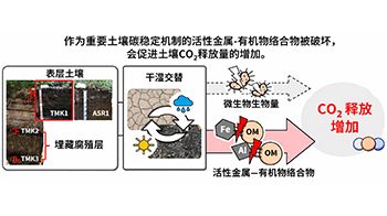 新潟大学等阐明干湿交替导致土壤CO₂释放增加的原因，金属与有机物的结合是关键