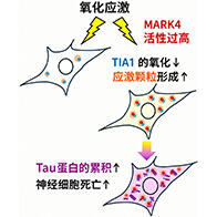 东京都立大学发现细胞应激反应异常促进tau蛋白积累的机制，揭示MARK4新功能