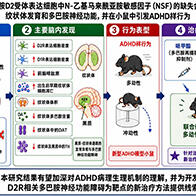福井大学在小鼠体内重现诱发ADHD样行为的多巴胺神经功能下降，发现与信号传导分子“NSF”功能下降相关，有望推动治疗方法的开发