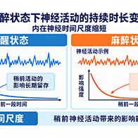 理研、东京都立大学等发现从人类到线虫6种生物共有的神经动态特征，揭示麻醉导致的大脑神经活动 “时空孤立”