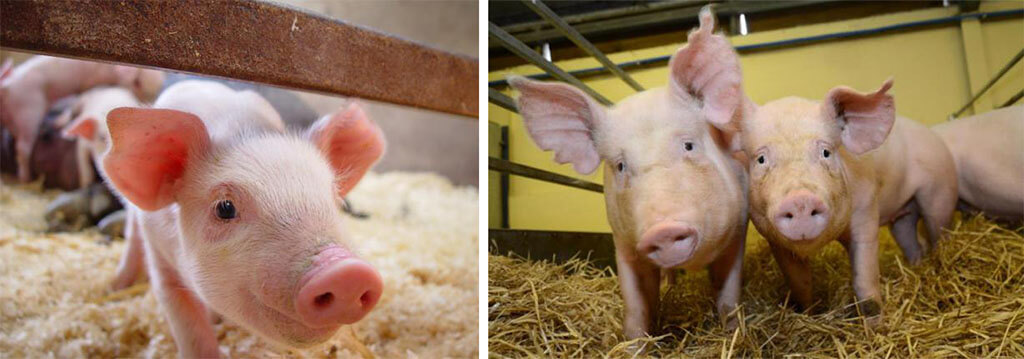 转基因猪、人工肉，就问你敢不敢吃？