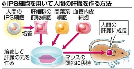 日本iPS细胞研究报告