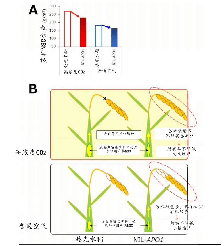 不同CO2浓度及不同品种和品系水稻的成熟期茎秆中所含的光合作用产物非结构性碳水化合物（茎秆NSC）的量（A），以及高浓度CO2条件下的“NILAPO1”增收机理（B）