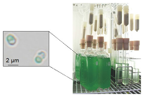 单细胞红藻Cyanidioschyzon Merolae的细胞和在实验室培养的情形