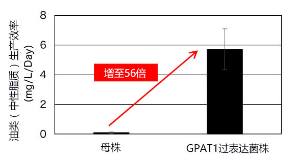 通过GPAT1过表达大幅改善产油效率