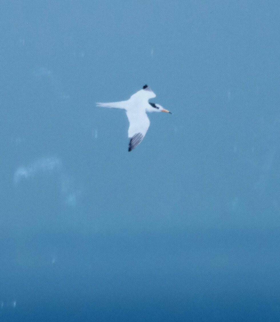 在宫古岛附近的海上飞翔的黑嘴端凤头燕鸥