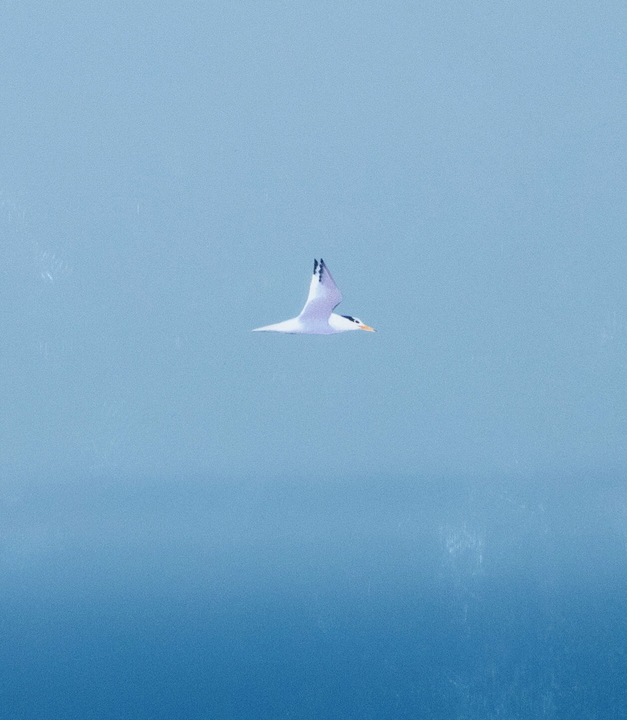 在宫古岛附近的海上飞翔的黑嘴端凤头燕鸥