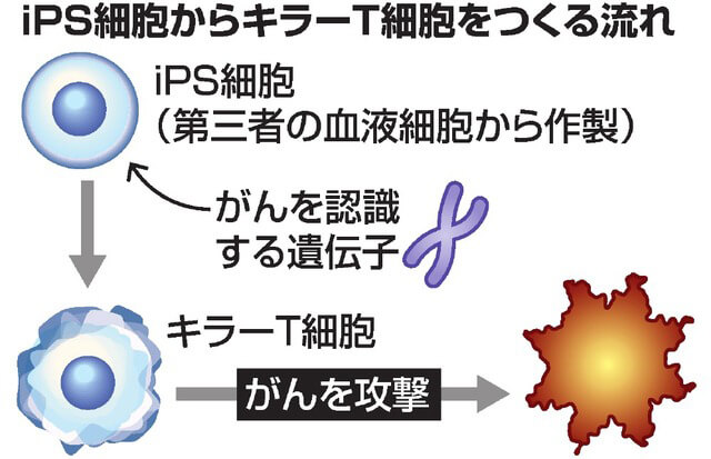 iPS细胞制成细胞毒性T细胞技术