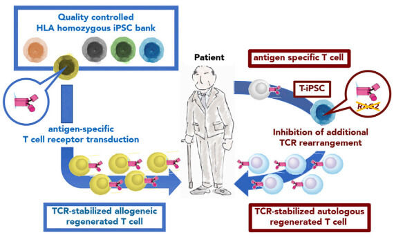 《Cell Stem Cell》图解iPS细胞免疫疗法
