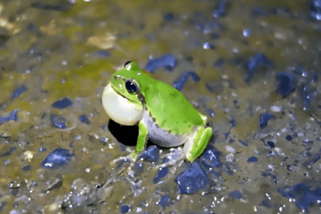 筑波大学：青蛙合唱与通信系统