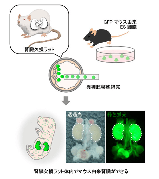 日本ips细胞研究报告 廿二 Nins篇 大鼠体内培育出异种肾脏 客观日本