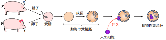 日本放开“人兽嵌合胚”培育，“异种器官移植”成可能