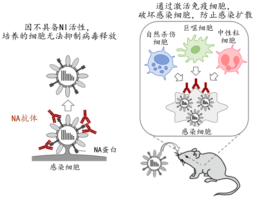 日本查明流感病毒的新抗原性变化
