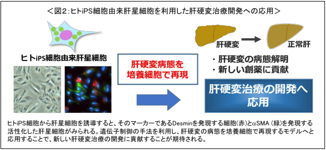 日本iPS细胞研究报告(廿五) 东医齿大篇：肝星状细胞制备成功