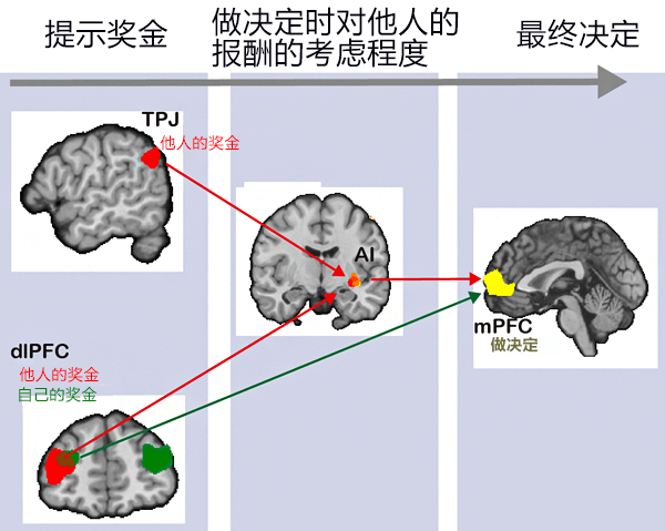 日本发现做决定时考虑他人利益的大脑回路