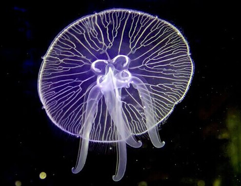 与珊瑚海葵同类，为什么只有水母会游泳