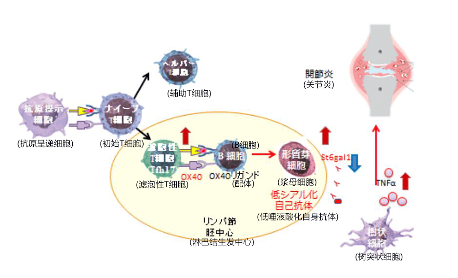 筑波大学发现诱发类风湿性关节炎的T细胞及其对病态的控制机制