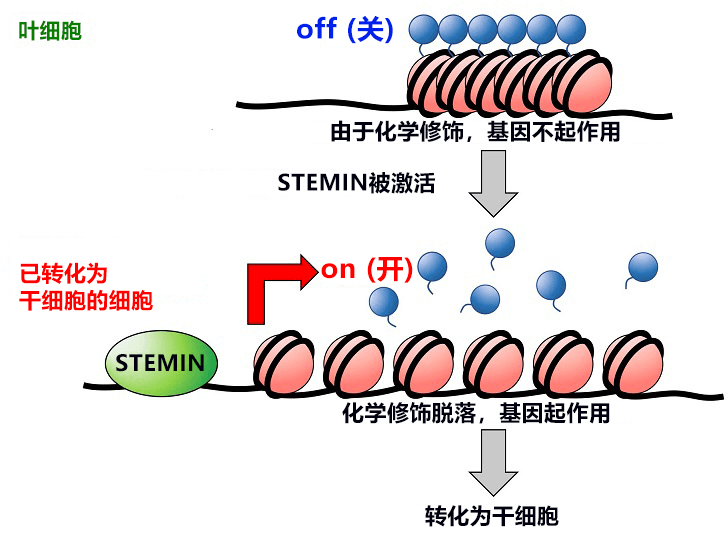 能将普通细胞直接转变为干细胞的STEMIN基因