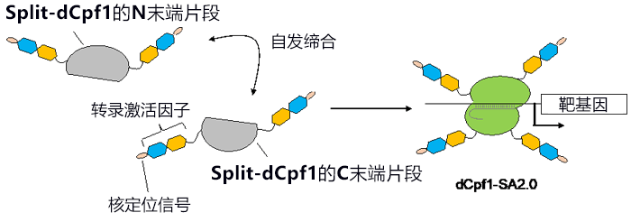 东京大学开发出通过光控制基因组编辑的新技术