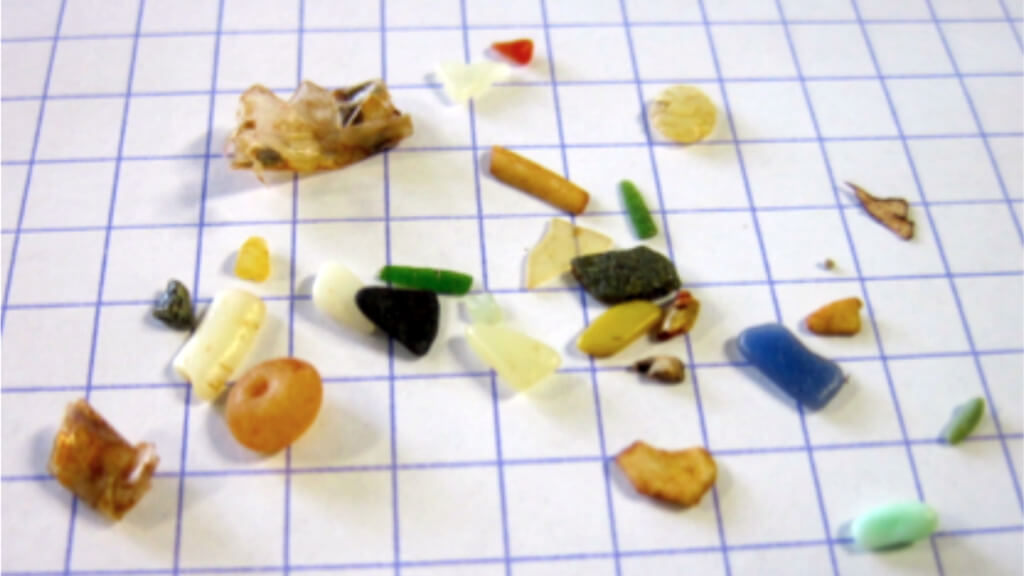 日荷研究人员：从海鸟体内检测出塑料添加剂