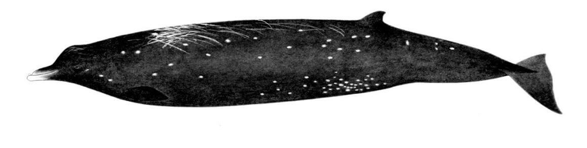 日美共同发布鲸鱼新品种“黑贝喙鲸”，栖息于北海道沿岸