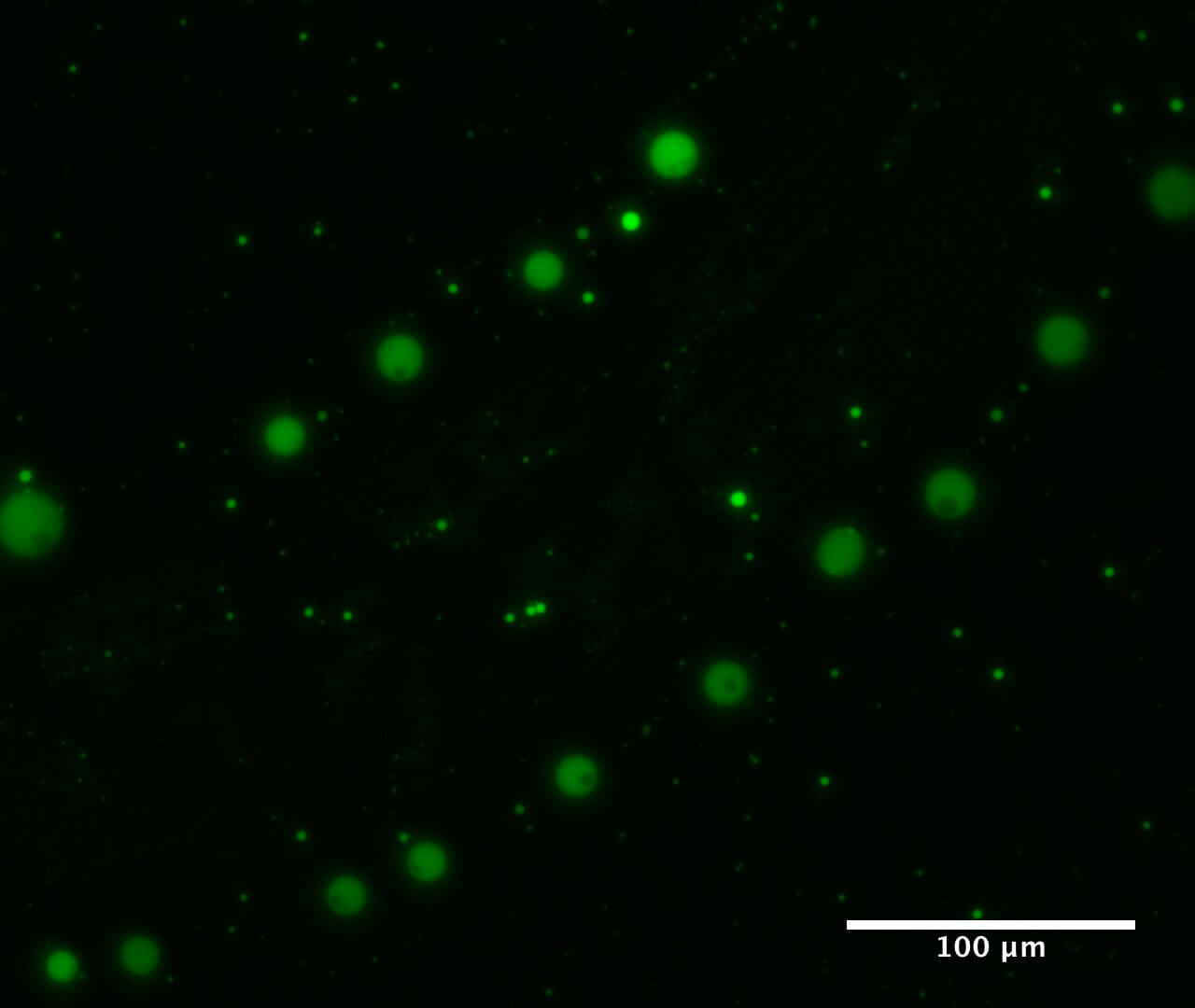 东工大发现可以解释细胞生命起源的化学新现象