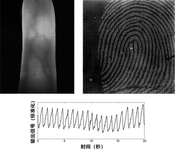 全球首次！日本成功用一枚片状图像传感器同时测量指纹、静脉图像和脉搏