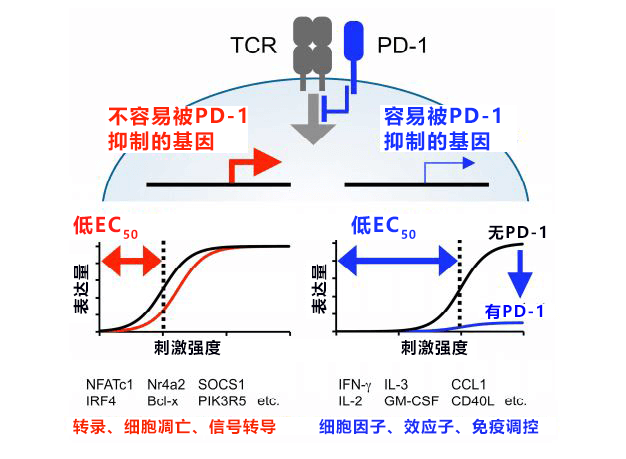 日本查清PD-1调控T细胞基因表达的机制