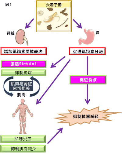 日本发现“六君子汤”能抑制慢性肾病引起的体重下降