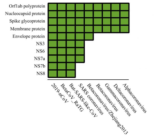 立命馆大学发现非结构蛋白NS7b和NS8可能与新冠病毒的系统进化有关
