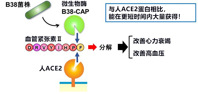日本发现与新冠病毒受体ACE2同功效的微生物酶B38-CAP，世界遗产白神山地微生物分泌的酶有望成药品