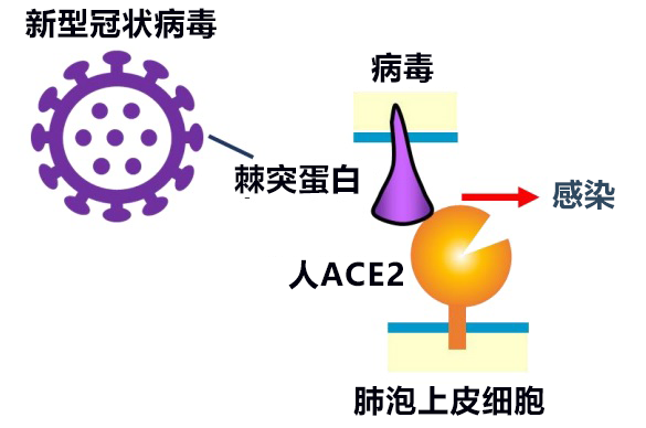 日本发现与新冠病毒受体ACE2同功效的微生物酶B38-CAP，世界遗产白神山地微生物分泌的酶有望成药品