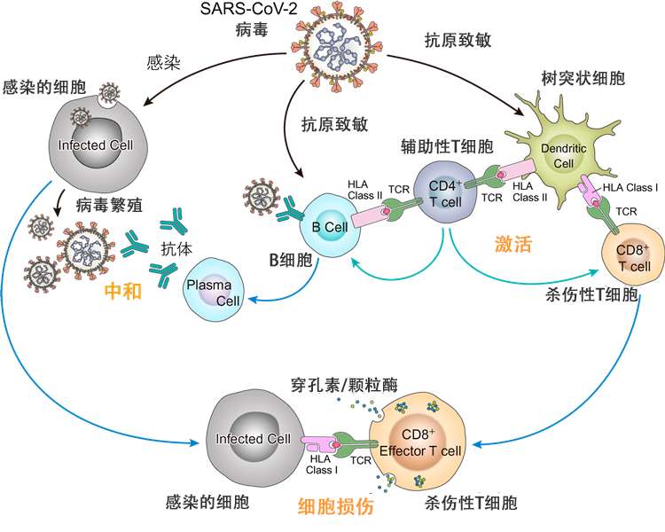 日本确定新冠病毒疫苗候选肽,以细胞介导免疫诱导为特征